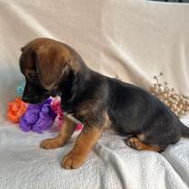 Thumbnail photo of Fizzy #3