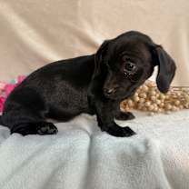 Thumbnail photo of Glitz #4