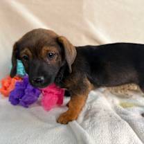 Thumbnail photo of Fizzy #4