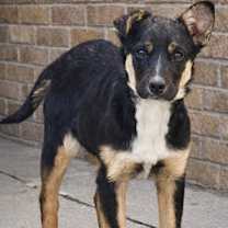 Thumbnail photo of Gomoga #2