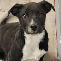 Thumbnail photo of Chuxly #2