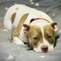 Thumbnail photo of Prairie #2