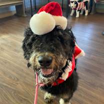 Thumbnail photo of Whoopsie Daisy 3476 #1