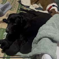 Thumbnail photo of Ahrense / Luna #2