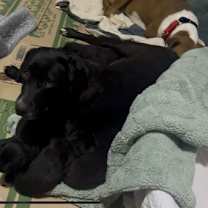 Thumbnail photo of Ahola / Sunny #2