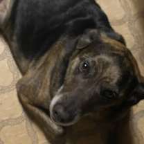 Thumbnail photo of Moxie #1