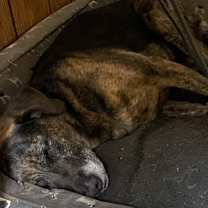 Thumbnail photo of Moxie #3