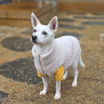 Thumbnail photo of Dongdong #2