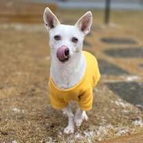 Thumbnail photo of Dongdong #4