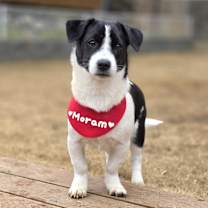 Thumbnail photo of Moram #3