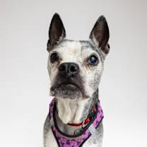 Thumbnail photo of Noodle 13622 #2