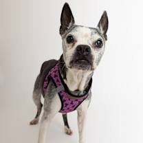 Thumbnail photo of Noodle 13622 #3