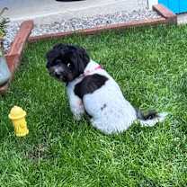 Thumbnail photo of Debussy #4