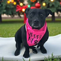 Thumbnail photo of Bella #2