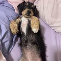 Thumbnail photo of Tiramisu #2