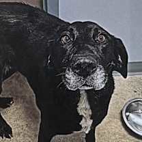 Thumbnail photo of Sybil #2