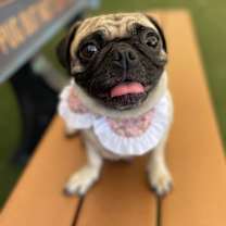 Thumbnail photo of Kitsune #1