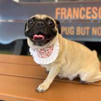 Thumbnail photo of Kitsune #4