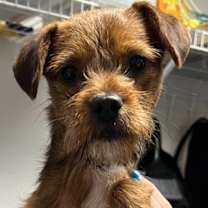 Thumbnail photo of Sampson B865 #1