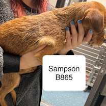 Thumbnail photo of Sampson B865 #2