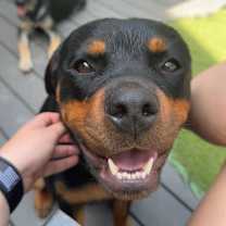 Thumbnail photo of Benelli #1