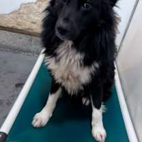 Thumbnail photo of Sierra #1