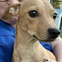 Thumbnail photo of Baby Red #1