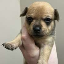 Thumbnail photo of Chip #2