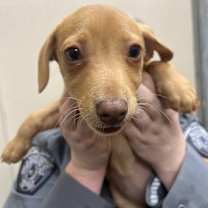 Thumbnail photo of Russet #1