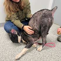 Thumbnail photo of Ms. Peanut Butter #4