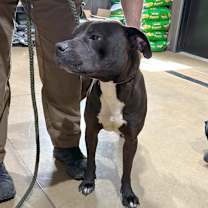 Thumbnail photo of CLEO/URGENT #1