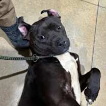 Thumbnail photo of CLEO/URGENT #2