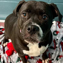 Thumbnail photo of Dixie #1