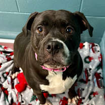 Thumbnail photo of Dixie #3