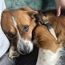 Thumbnail photo of Bruno #4