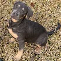 Thumbnail photo of Bean #1