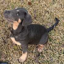 Thumbnail photo of Bean #3