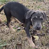 Thumbnail photo of Bean #4