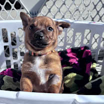 Thumbnail photo of Pumpkin #2