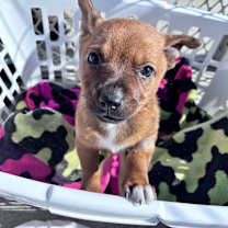 Thumbnail photo of Pumpkin #4