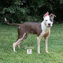 Thumbnail photo of Downy #3