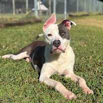 Thumbnail photo of Downy #4