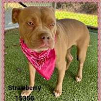 Thumbnail photo of STRAWBERRY #3