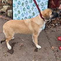 Thumbnail photo of Carmen #3