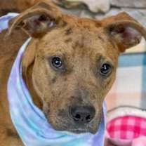 Thumbnail photo of Ribbon #1