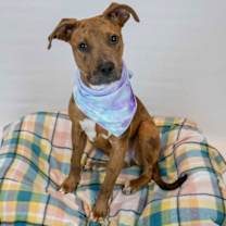 Thumbnail photo of Ribbon #2