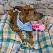 Thumbnail photo of Ribbon #3