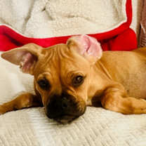 Thumbnail photo of Beau Bear #4