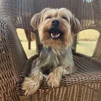 Thumbnail photo of Zeus Thunderbolt #1