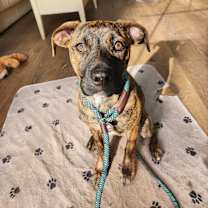 Thumbnail photo of Chiclet #1